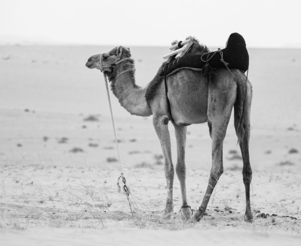 Camel tells a human how to survive in the toughest conditions so is life