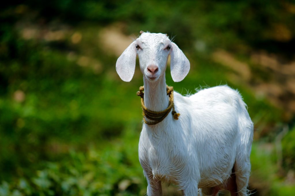 Goat teaches us the best life lesson of sacrifice