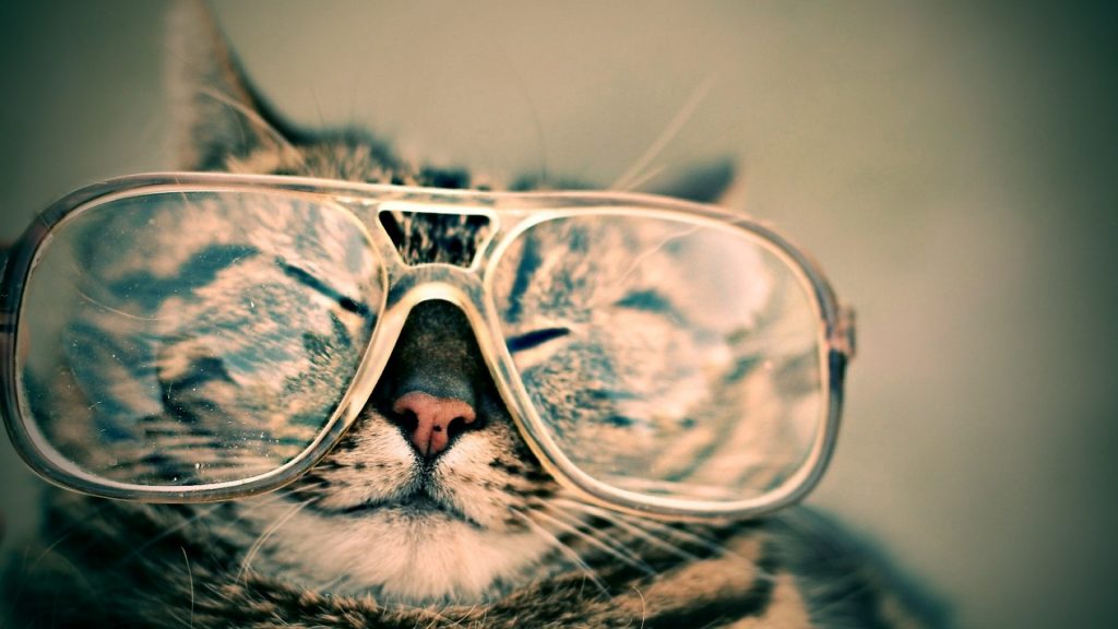 CAT Wearing Specs-Pix-Pixabay
LoveYouFamily.com